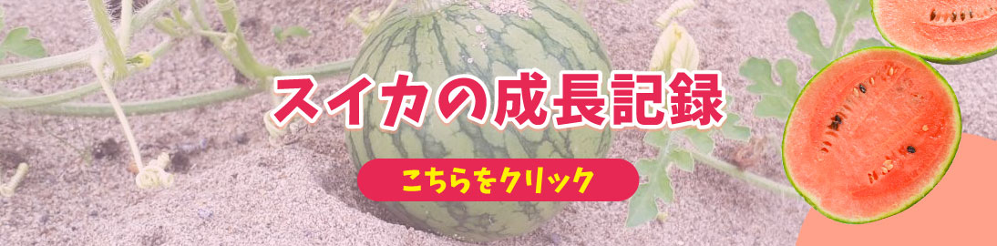 スイカの成長記録