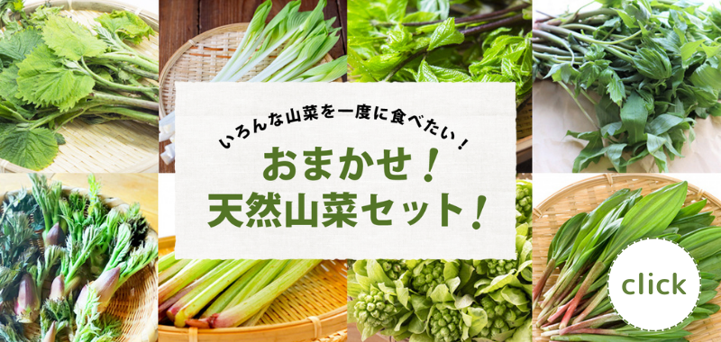 鳥海山の春の恵み おまかせ!天然山菜セット