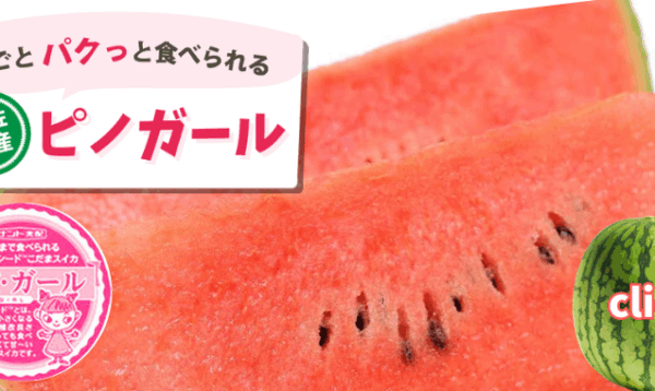 種ごとパクっと食べられる遊佐町産ピノガール