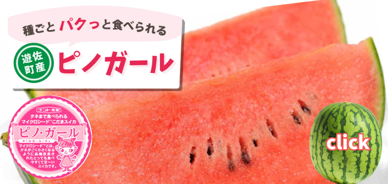種ごとパクっと食べられる！遊佐町産小玉スイカピノガール