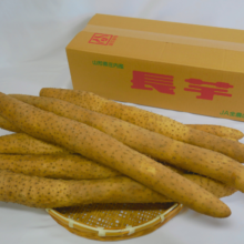 遊佐町産　長芋　4L7本入②