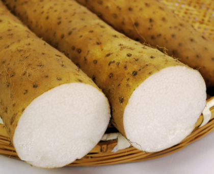 遊佐町産　長芋　2L9本～10本入