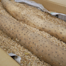 遊佐町産　長芋　4L7本入①